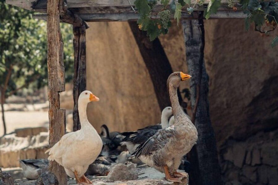 2 Days in Cappadocia: Guided Red and South Tour - Food, museums, and what your ticket actually covers