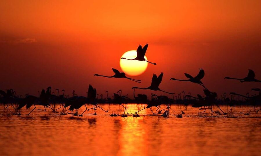 Cappadocia Amazing Sunset Tour To Salt Lake - Bird Watching at Dusk: Flamingos Without the Guesswork