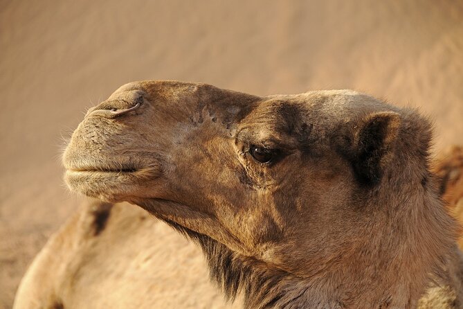 Cappadocia Camel Ride Experience with Hotel Pickup - The Most Praised Parts You’ll Feel Right Away