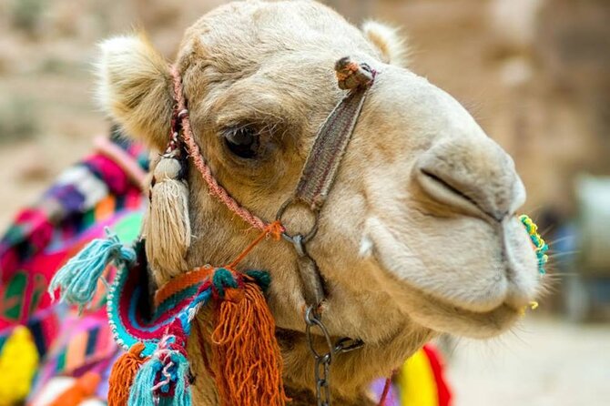 Cappadocia Camel Ride Experince Sunrise Sunset Daytime - The 2-hour timeline: what happens before and after the camel
