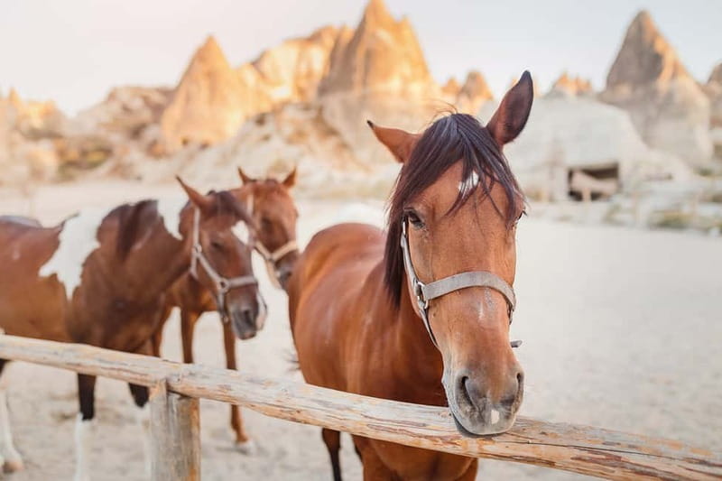 Cappadocia: Göreme Horse Riding, Fairy Chimneys w/Transfer - Price and Value: What $41 Buys You in Cappadocia