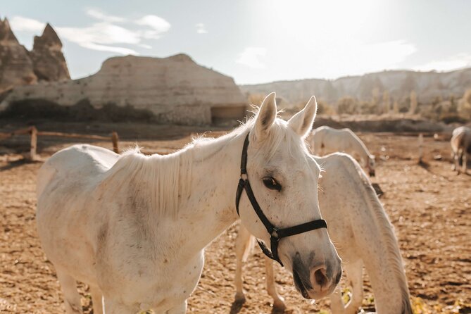 Cappadocia Horse Riding Tour: Sunrise, Sunset, 1 Hour or 2 Hours - Photos and the Photo Problem (What You Can Fix)