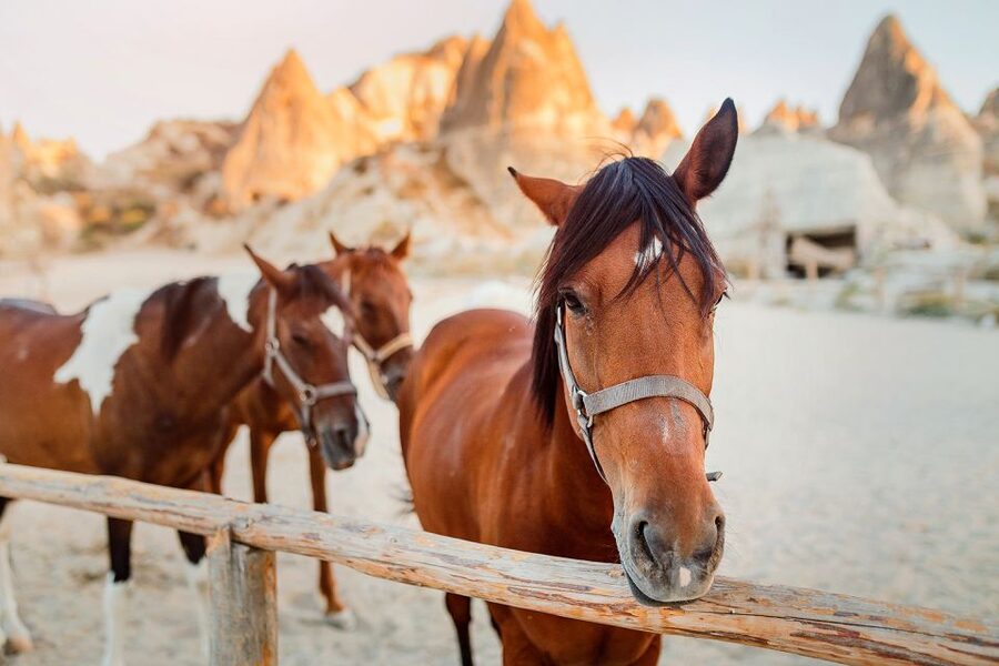 Cappadocia: Horse Riding w/Sunrise & Sunset Option - Price and value: is $35 fair for Cappadocia riding?