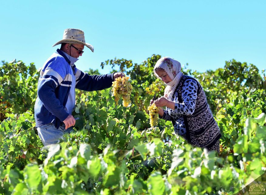Cappadocia: Private Half-Day Vineyards & Wine Tasting Tour - A 4-hour private vineyards-and-wine plan that stays easy