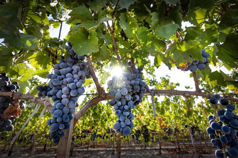 Cappadocia: Private Half-Day Vineyards & Wine Tasting Tour - Who this tour fits best (and who might skip it)