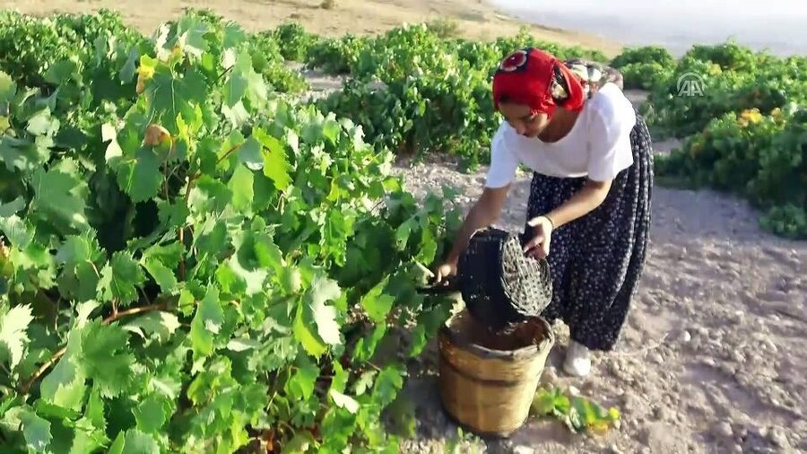 Cappadocia: Private Half-Day Vineyards & Wine Tasting Tour - Should you book this half-day vineyards and wine tasting tour?