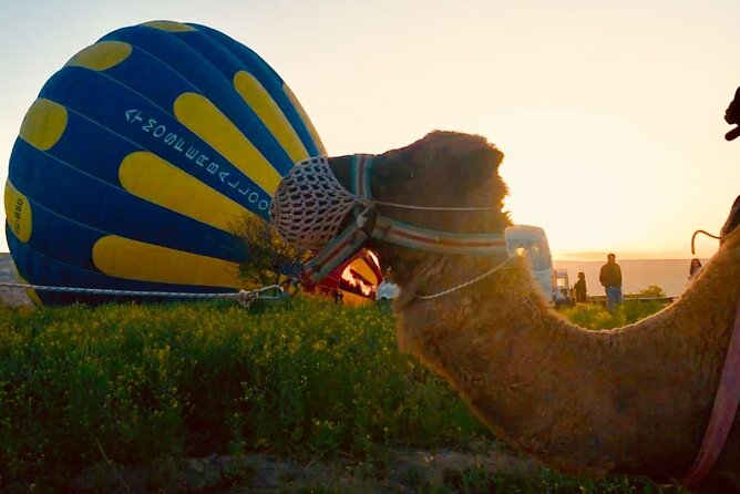 Cappadocia: Sunrise Camel Safari - At the camel farm: what you’ll do before the ride